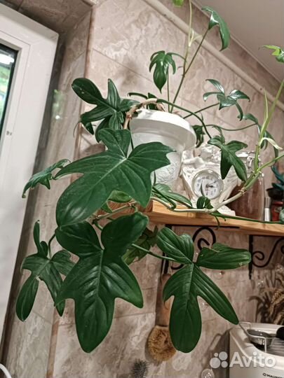 Филодендрон magic mask