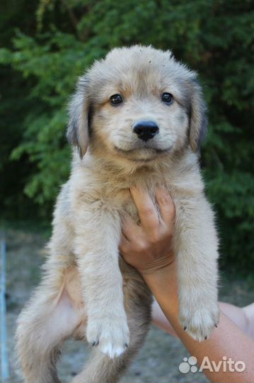 Щенки красавцы