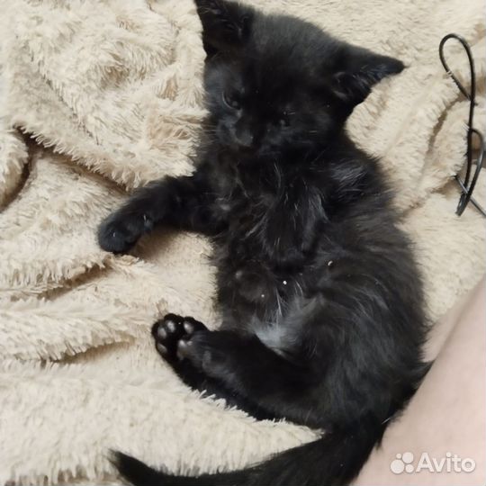 Котенок черный мальчик