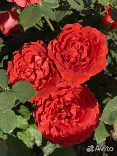 Саженцы роз