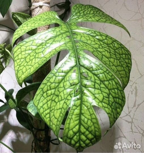 Монстеры, эпипремнумы