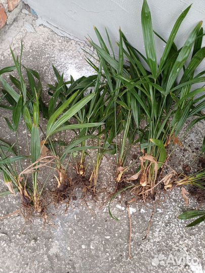 Пальма веерная Трахикарпус