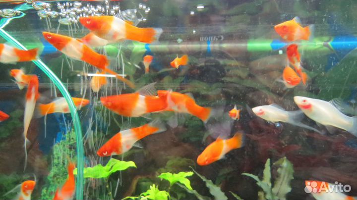 Меченосцы Кои, Тукседо, анциструсы L144