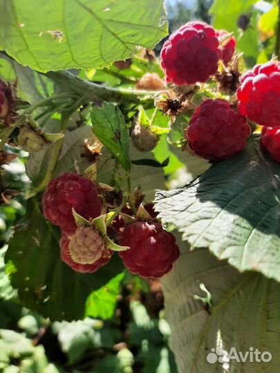 Ремонтантная малина