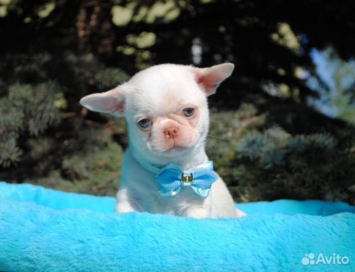 Кремовый малыш