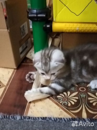 Шотландские вислоухие котята