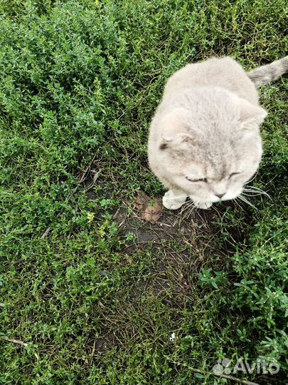 Бакс кот около трех лет