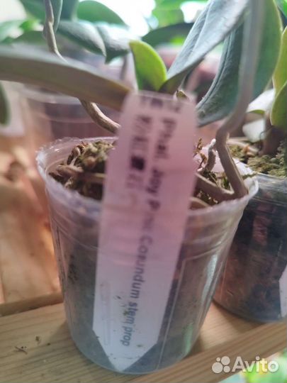 Орхидея Phal.Бабочка.Joy Pink Corundum