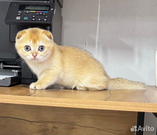 Шотландские котята