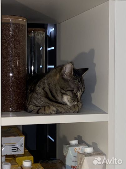 Кошка ищет любящих хозяев