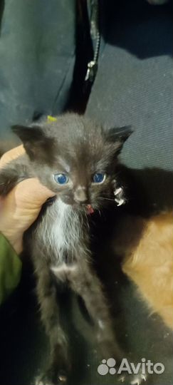 Кошка в дар бесплатно