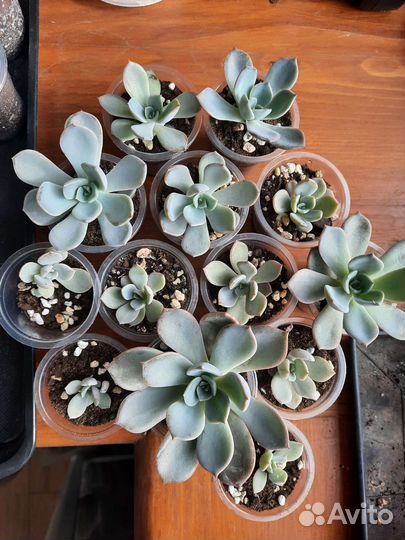 Echeveria Pretty in pink