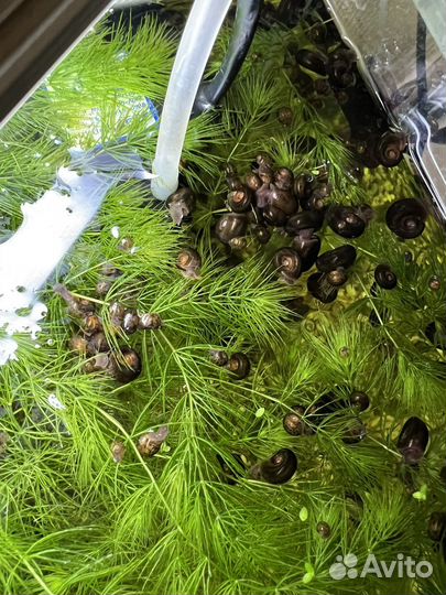 Улитки катушки