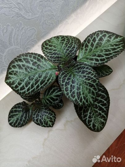 Комнатные растения