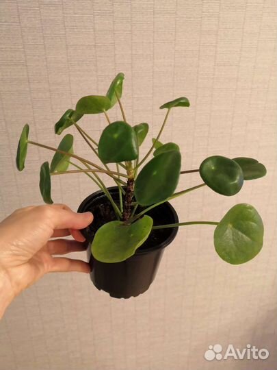 Пилея пеперомиевидная