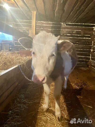 Телки 1,5 и 1,6