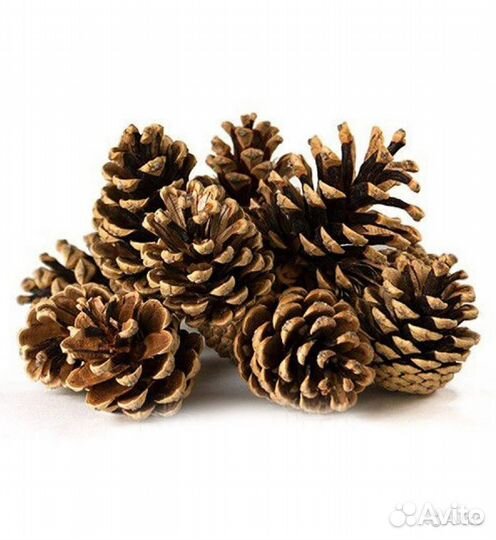 Шишки сосновые поштучно