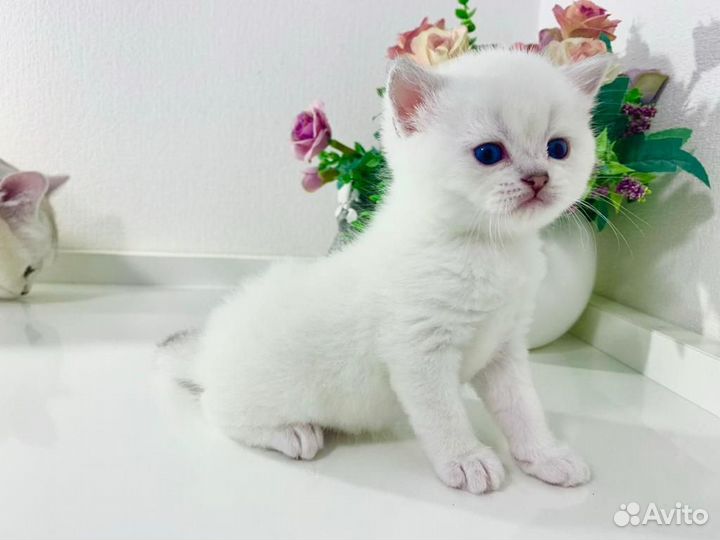 Продаются котята шотландцы шиншилла серебро