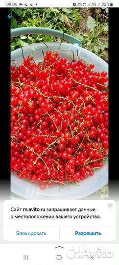 Черная смородина и красная