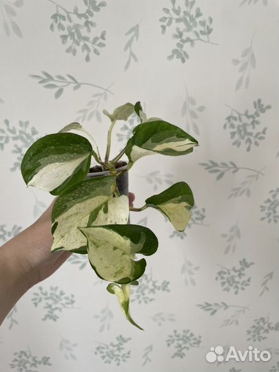 Сциндапсус эпипремнум