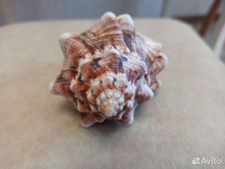 Морская раковина