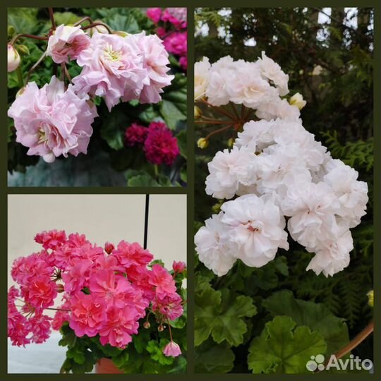 Пеларгония сортовая