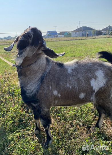 Вязка козел