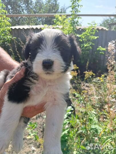 Щеночки ищут верных друзей