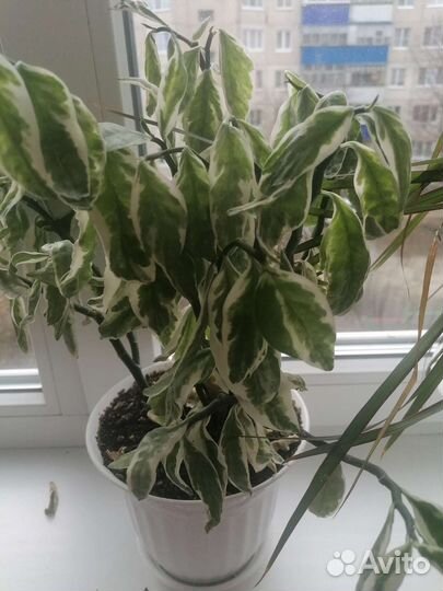 Педилантус