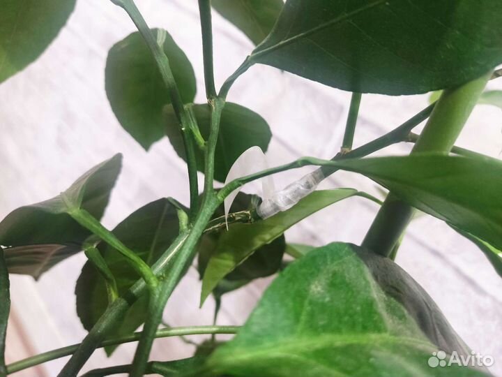 Мандарин Крупноплодный + Мандаринкват Индио