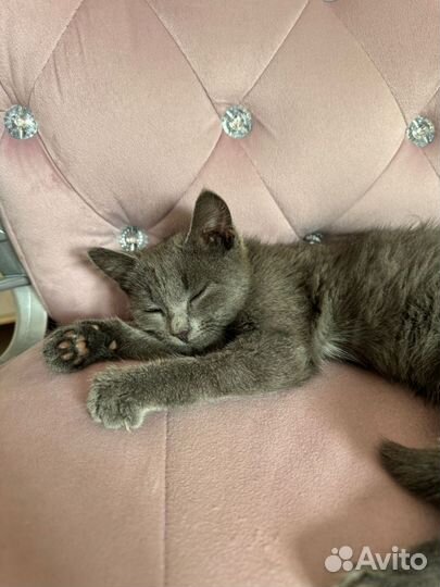 Малышка ищет дом