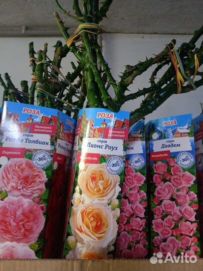 Кустовые розы саженцы