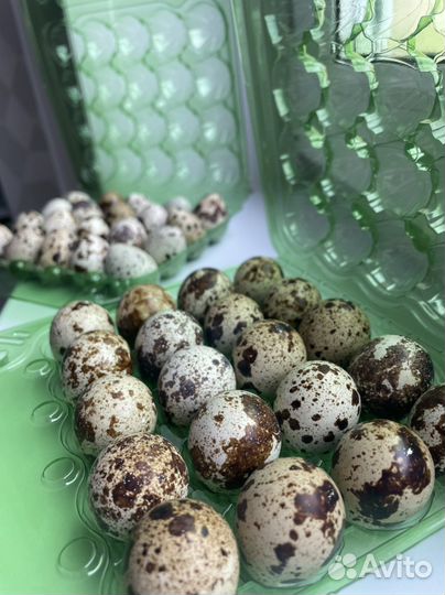 Домашние куриные и перепелиные яйца