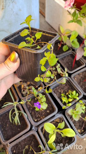 Рассада цветов