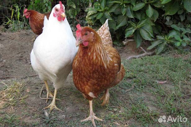 Куры несушки 9 мес