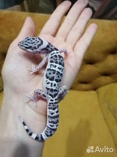 Геккон эублефар