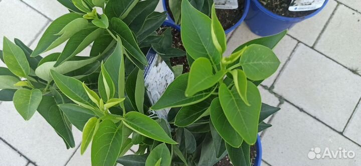 Сирень обыкновенная Маленький принц (Petit Prince)