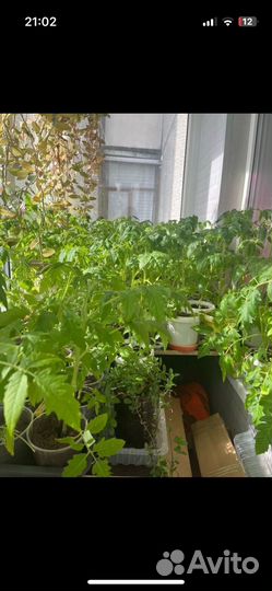 Рассада помидоров томатов