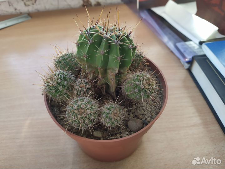 Кактусы и суккуленты