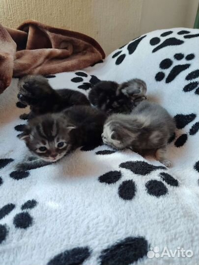 Шотландские вислоухие котята