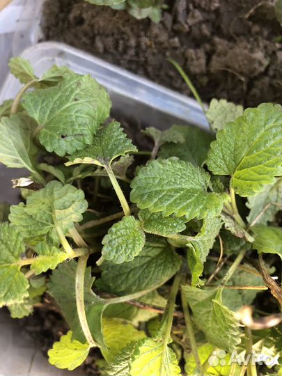 Пряные травы для дачи