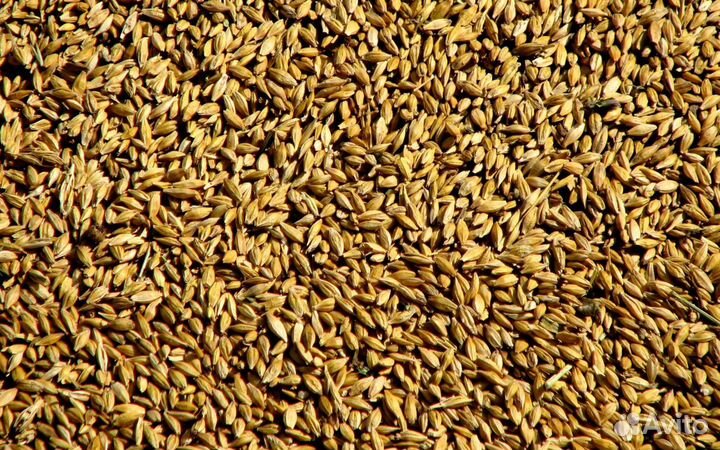 Зерно 2023год