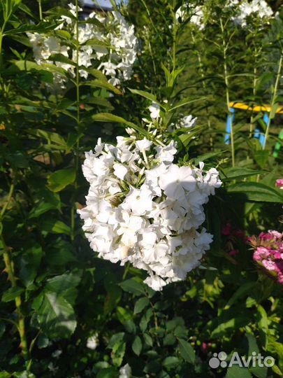 Флоксы многолетние (саженцы)