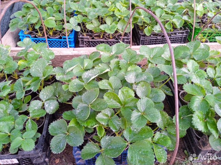 Рассада клубники