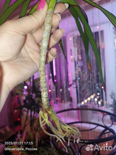 Ростки Юкки неукорененные