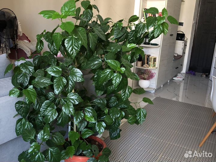 Комнатные цветы