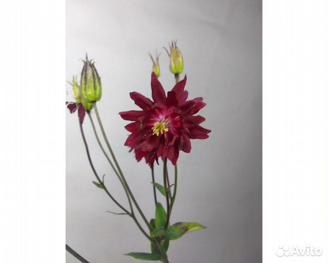 Аквилегия обыкновенная Ruby Port