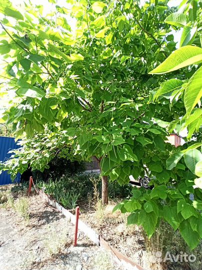 Катальпа большая