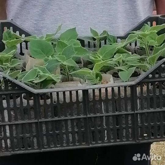 Саженцы павловнии Шан Тонг, зкс