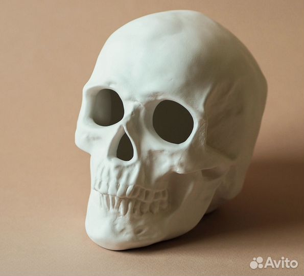 Череп из гипса